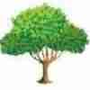 Pedigree family tree icon