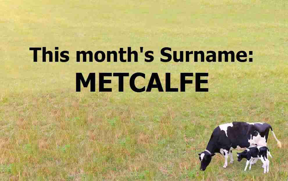 Calf and mother in a field representing the Metcalfe surname
