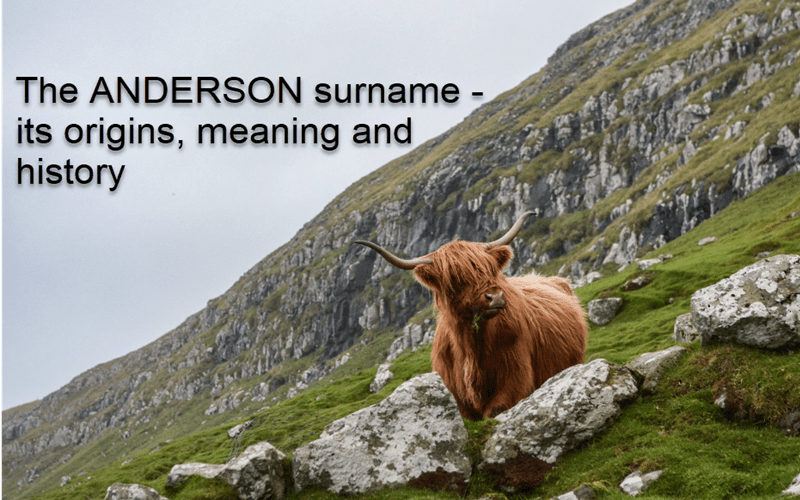 Highland cow on a hill to represent the Scottish Anderson surname