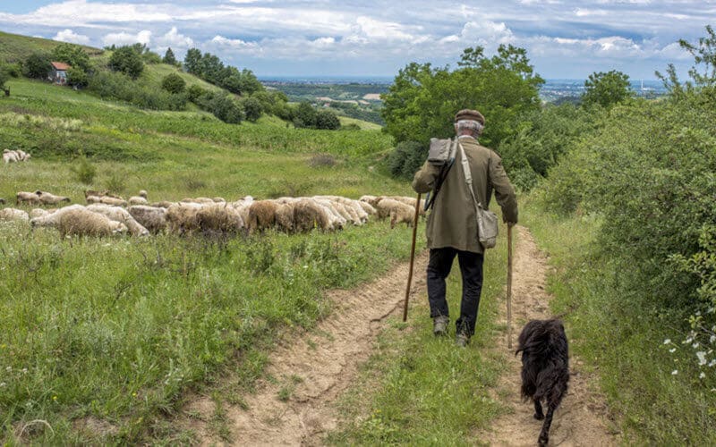 Shepherd with his flock to show the origins of the surname Shepherd