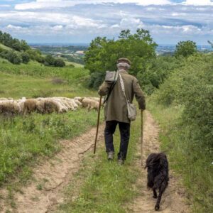 Shepherd with his flock to show the origins of the surname Shepherd