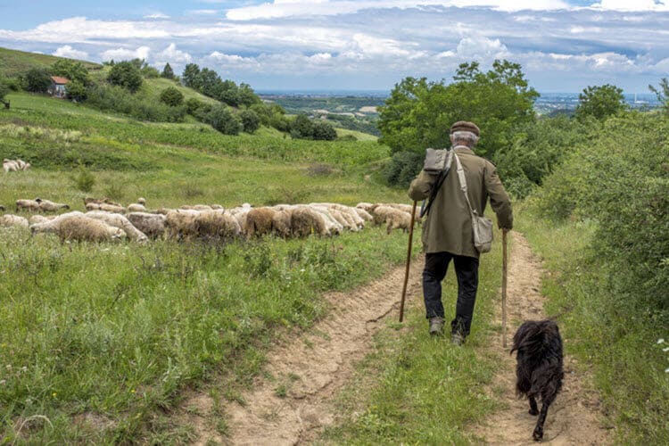 Shepherd looking his flock illustrating the surname Shepherd